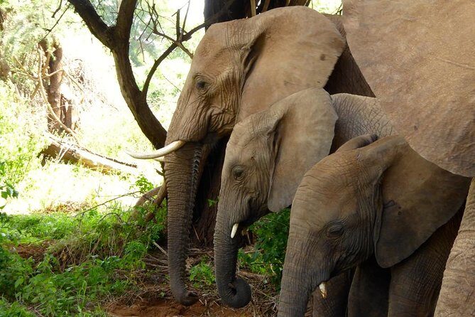 10-Days Explore Kenya Wildlife Private Safari - A Close Look at the 10-Day Itinerary