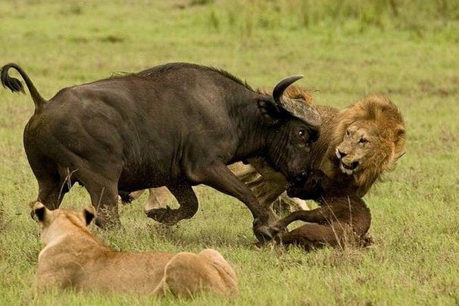 10 days family safari Tanzania - Introduction: What Makes This Safari Stand Out?