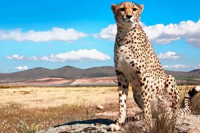 10 days family safari Tanzania - What We Love About This Tour