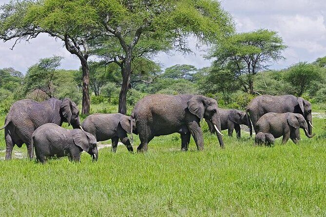 10 days family safari Tanzania - The Sum Up