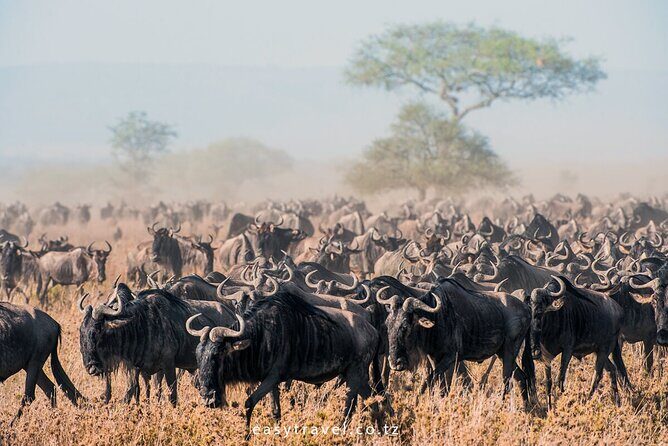 10 days family safari Tanzania - FAQ