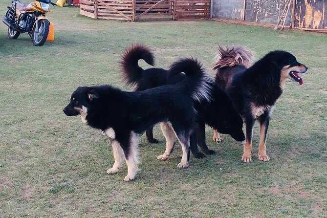 10 Days Gobi Desert and Express Mongolia - An In-Depth Look at the 10-Day Mongolia Adventure