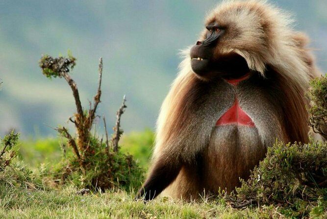 10 Days in Northern Ethiopia Tours - Key Points