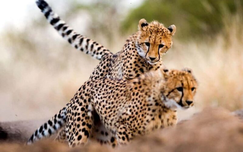 10 Days Kenya and Tanzania Classic Safari on 4x4 Jeep - The Sum Up: Who Will Love This Safari?