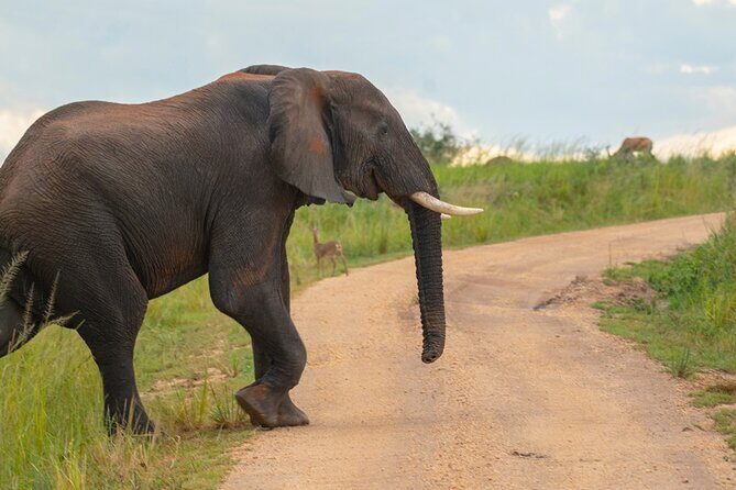 10 Days Private Uganda Safari with Pick-up - An In-Depth Look at the Itinerary