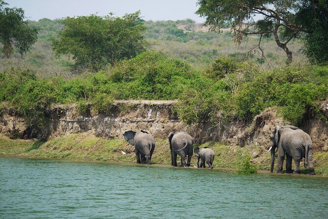 10 Days Private Uganda Safari with Pick-up - Who Is This Tour Best For?