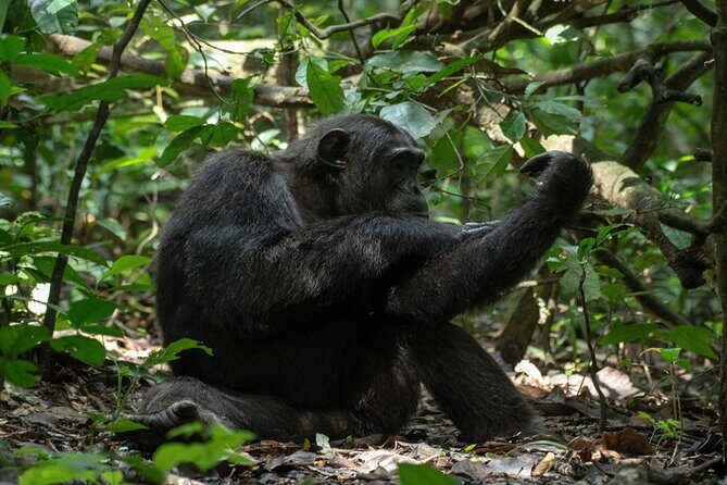 10 Days Private Uganda Safari with Pick-up - FAQs