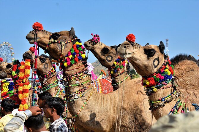 10 Days Rajasthan & Golden Triangle with Tiger Safari Tour by Car - Key Points