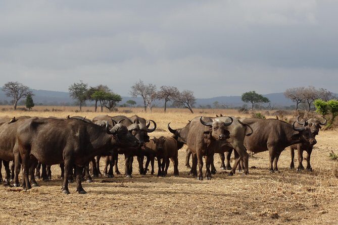 10 days Safari to Nyerere NP, Ruaha NP, Udzungwa NP and Mikumi NP + Isimila Site - Final Word