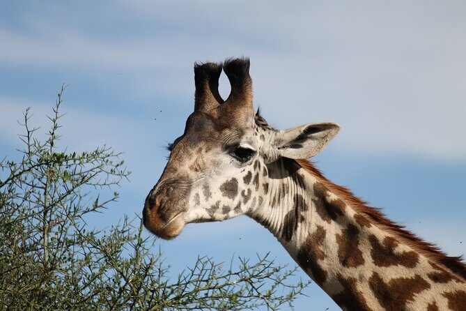 10 Days Tanzania Safari Private Tour - Final Thoughts