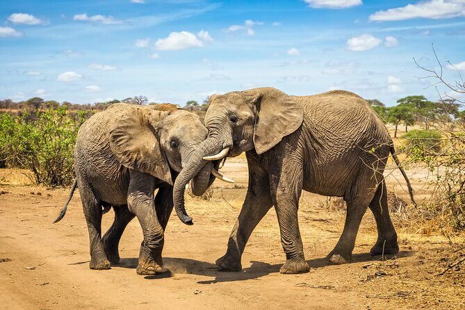10 Days Tanzania Safari Private Tour - FAQ