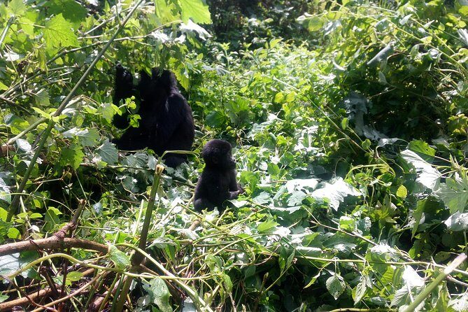 10 Days Uganda Gorilla & Chimpanzee Trekking Safari - Discover Uganda’s Wilderness on a 10-Day Gorilla & Chimpanzee Trekking Safari