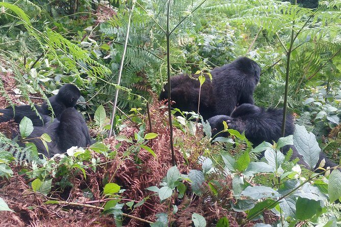 10 Days Uganda Gorilla & Chimpanzee Trekking Safari - The Sum Up