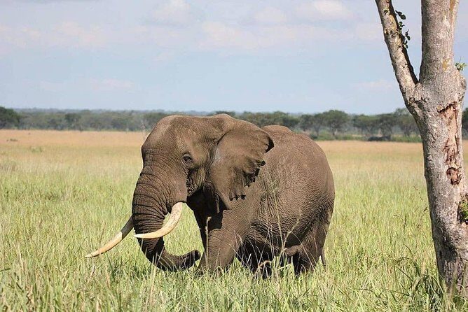 10 Days Uganda Gorilla, Chimpanzee & Wildlife Safari - In-Depth Review of the 10-Day Uganda Safari Experience