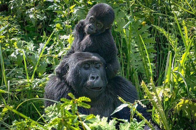 10-Days Uganda Gorillas and Chimpanzee Wildlife Discovery - An Authentic Wildlife Adventure in Uganda