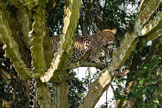 10-Days Uganda Gorillas and Chimpanzee Wildlife Discovery - Transportation and Accommodation