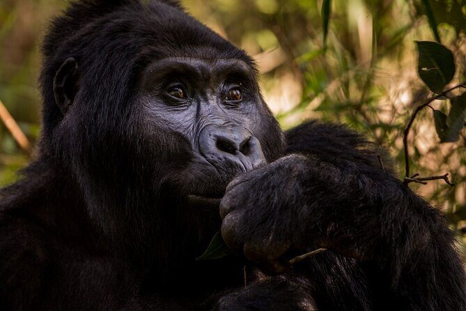 10-Days Uganda Gorillas and Chimpanzee Wildlife Discovery - Guides and Authenticity