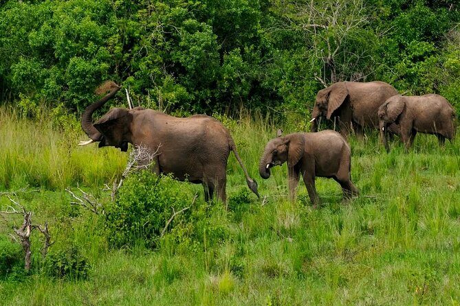 10-Days Uganda Gorillas and Chimpanzee Wildlife Discovery - Final Thoughts: Who is This Tour For?
