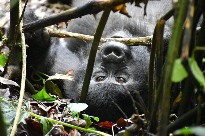 10 Days Uganda Safari with Gorillas - Introduction: Why Consider This Uganda Safari?
