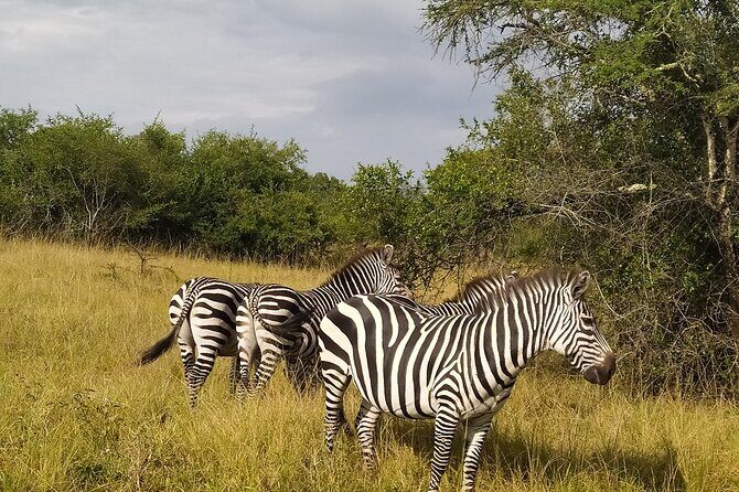 10 Days Uganda Safari with Gorillas - Detailed Day-by-Day Breakdown