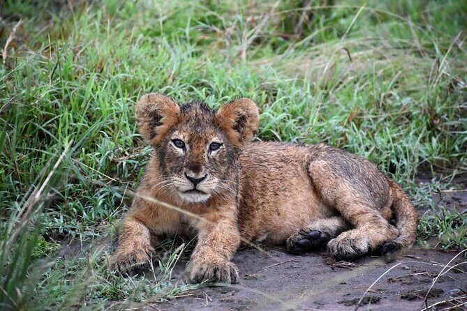 10 Days Uganda Safari with Gorillas - Why This Tour Offers Great Value