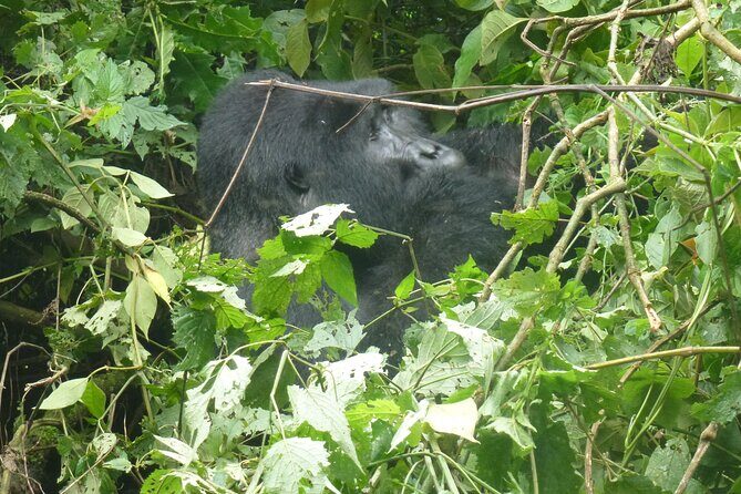 10 Days Uganda Safari with Gorillas - Final Thoughts: Who Is This Tour Best For?