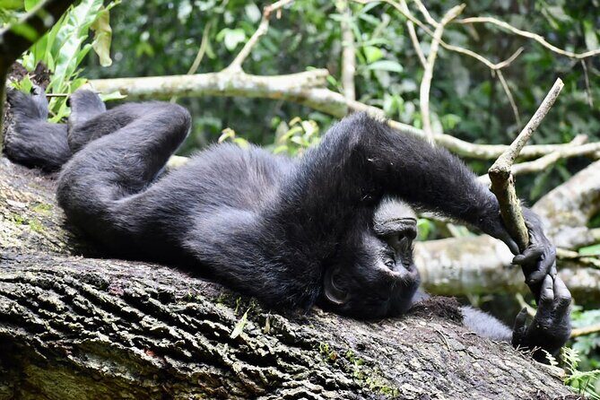 10 Days Uganda Safari with Gorillas - Frequently Asked Questions
