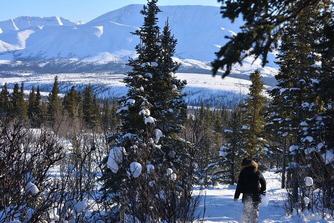 10-hours-denali-winter-drive-in-alaska