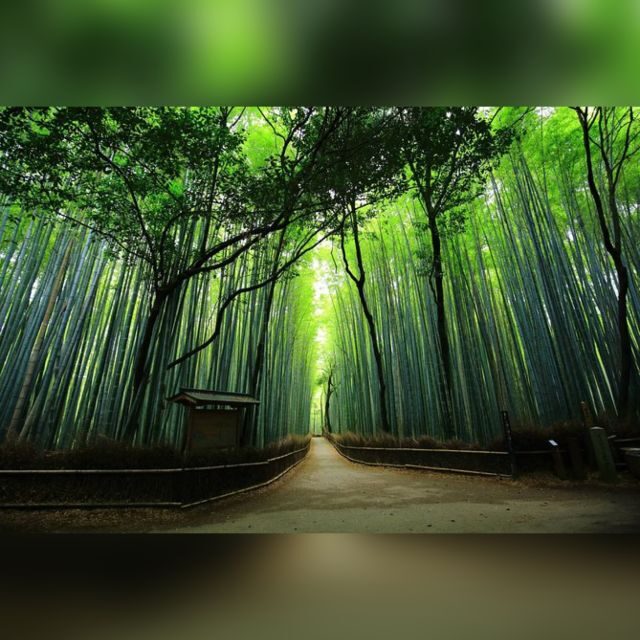 10 Hrs Full day Kyoto Tour w/Hotel Pick-up - Authentic Experiences and Insights from Travelers