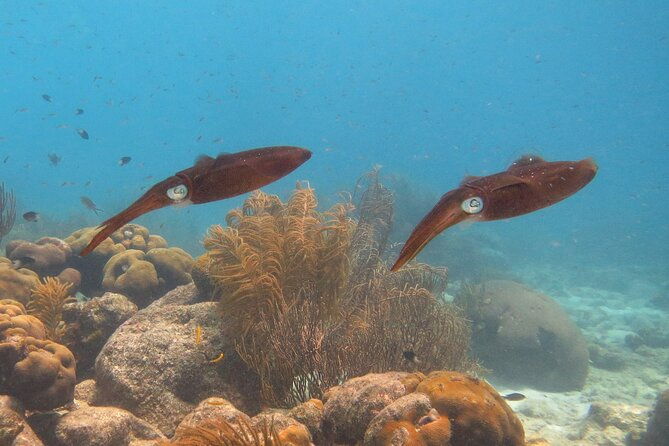 100-private-charter-snorkel-sail-relax-cruisers-friendly