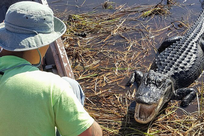 10000-islands-boat-tour-naturalist-led-walk-in-the-everglades