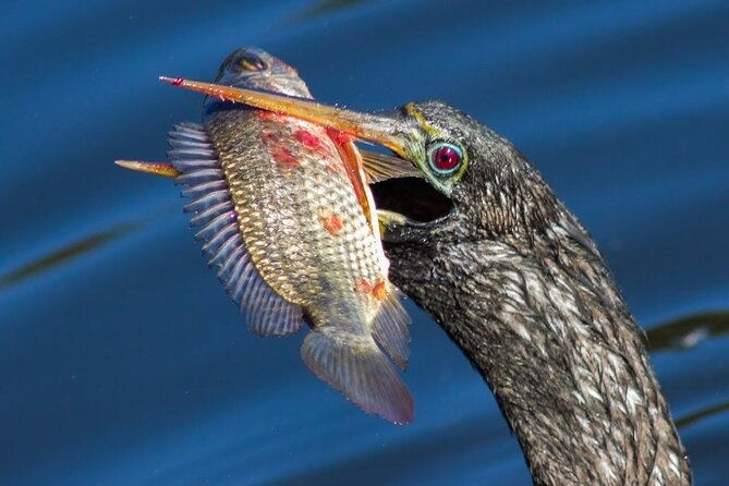 10000-islands-boat-tour-naturalist-led-walk-in-the-everglades