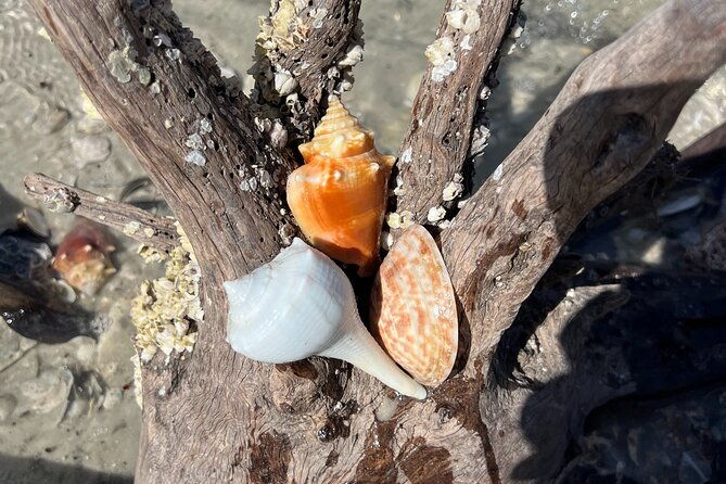 10000-islands-shelling-trip-marco-island-fl