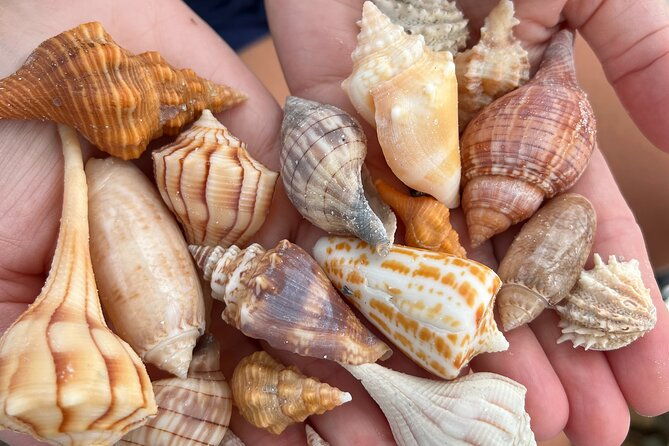 10000-islands-shelling-trip-marco-island-fl