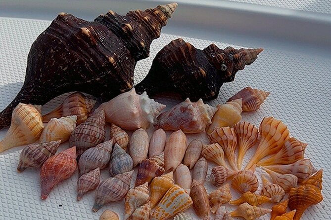 10000-islands-shelling-trip-marco-island-fl
