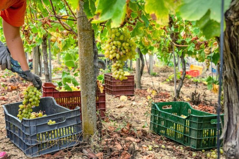 11-course-lunch-wine-tasting-cooking-mastery-in-rhodes