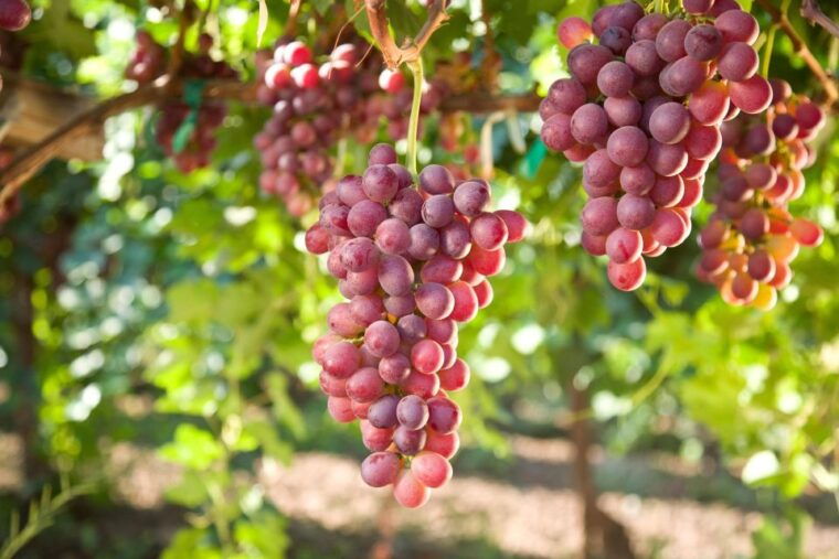 11-course-lunch-wine-tasting-cooking-mastery-in-rhodes