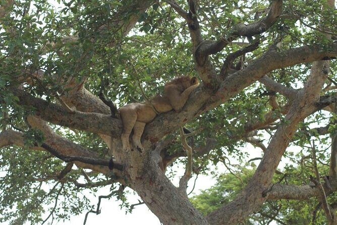 11-Day African Big 5 with Gorilla Trekking Safari in Uganda. - Detailed Breakdown of the Tour