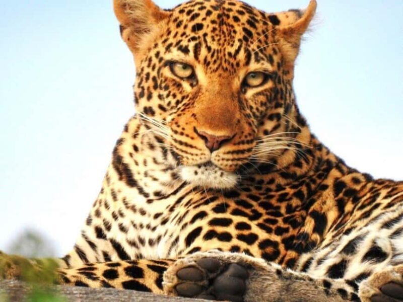 11 Day Cape Town, Kruger NP, Victoria Falls and Chobe NP - Key Points