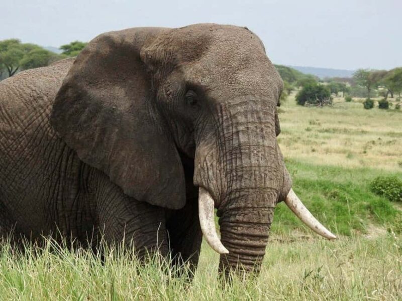 11 Day Cape Town, Kruger NP, Victoria Falls and Chobe NP - An In-Depth Look at the 11-Day Itinerary