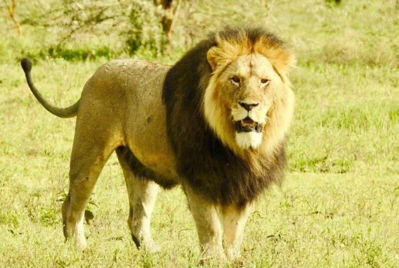 11 Day Cape Town, Kruger NP, Victoria Falls and Chobe NP - The Sum Up: Who Is This Tour Perfect For?