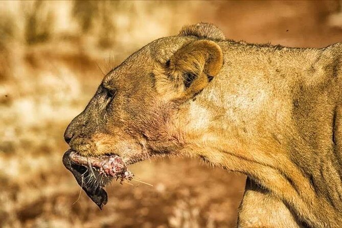 11-Day Serengeti, Maasai Mara, Tarangire, Amboseli Park - Full-Day Maasai Mara Game Drive  