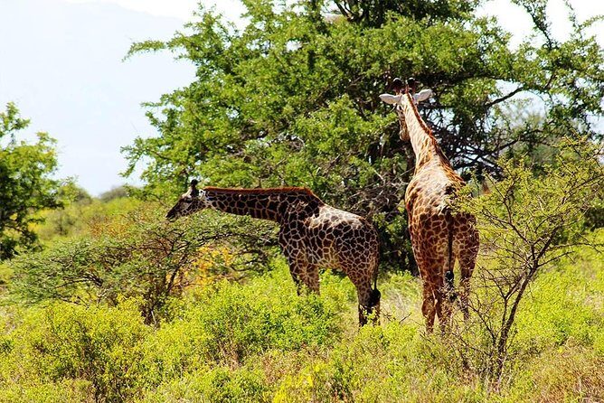 11-Days Best of Kenya & Tanzania Big 5 Safari on a 4x4 Jeep - The Sum Up