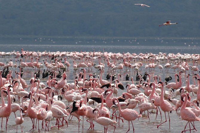 11-Days Best of Kenya & Tanzania Big 5 Safari on a 4x4 Jeep - FAQ