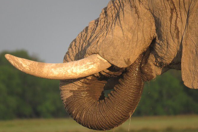 11 Days Botswana's Great Safari Experience - A Complete Breakdown of the 11-Day Botswana Safari