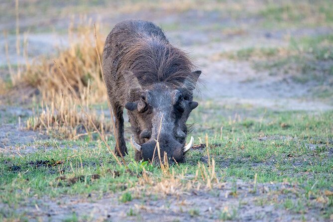 11 Days Botswana's Great Safari Experience - Day 8-10: Chobe National Park