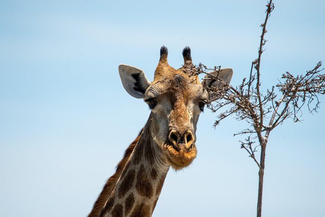 11 Days Botswana's Great Safari Experience - Practical Details and Tips