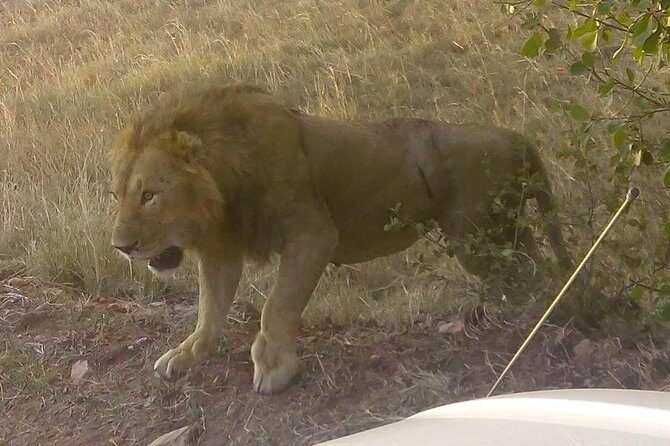 11 Days Guided Group Safari in Kenya And Tanzania - Transport and Group Size