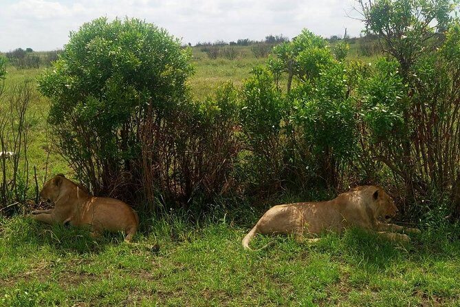 11 Days Guided Group Safari in Kenya And Tanzania - The Sum Up: Who Will Love This Safari?