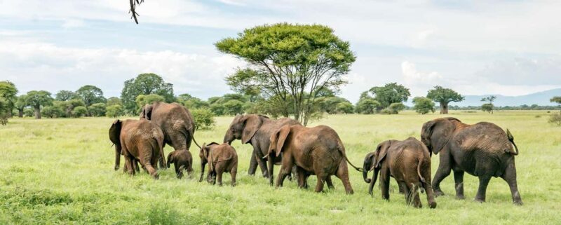 11 Days Kenya and Tanzania with Serengeti: A Safari Journey - A Close Look at the 11-Day Kenya and Tanzania Safari with Serengeti